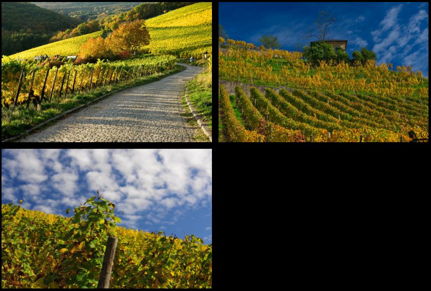 Optik Fauser Herbst 2015 1