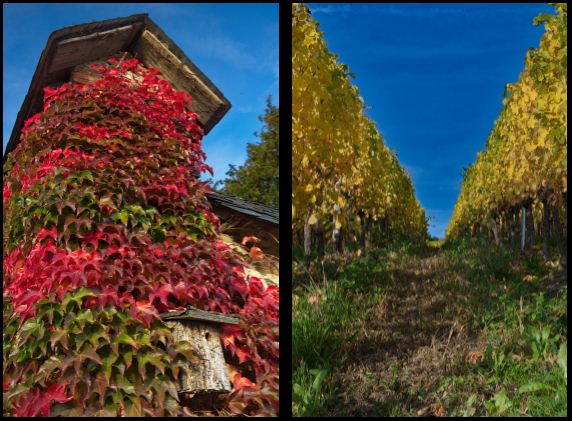 Optik Fauser Herbst 2015 3