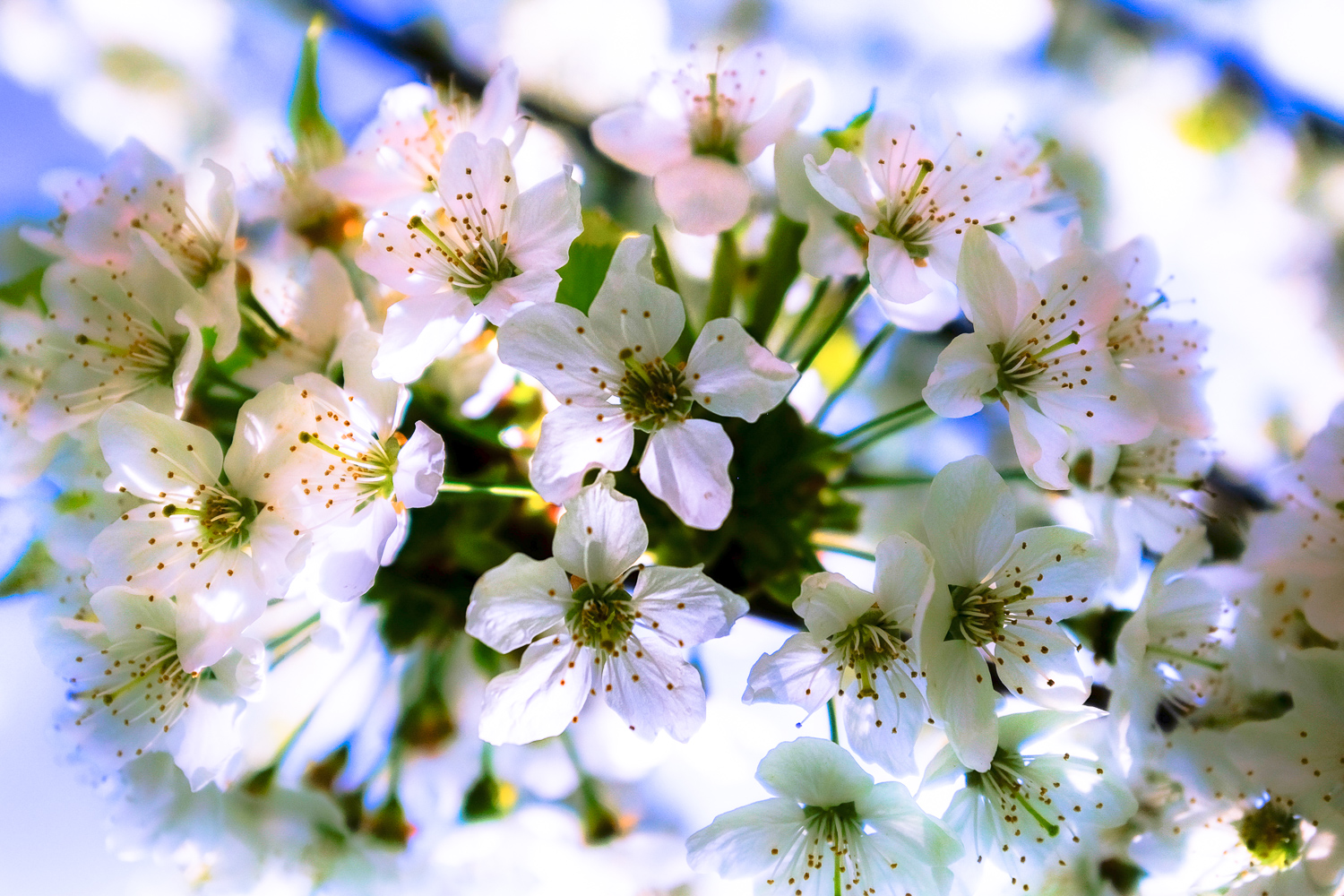 2022 04 04 Fotowanderung Kirschblüte 1686