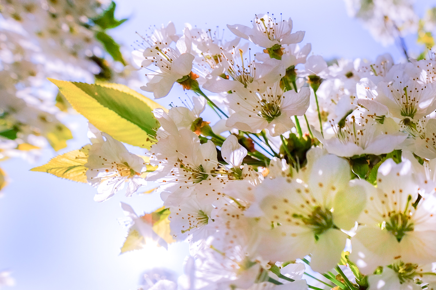 2022 04 04 Fotowanderung Kirschblüte 1692